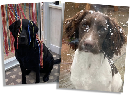 Photo of a black and brown dog
