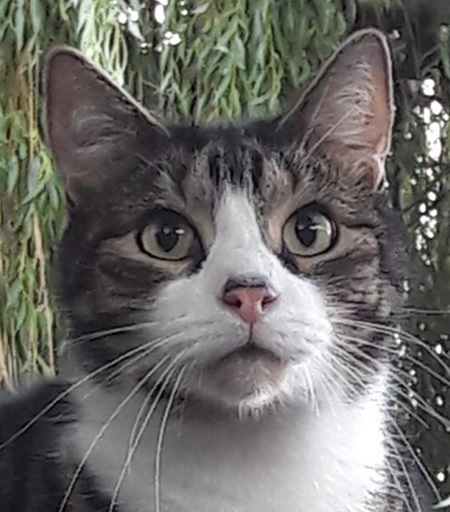 Photo of a cat