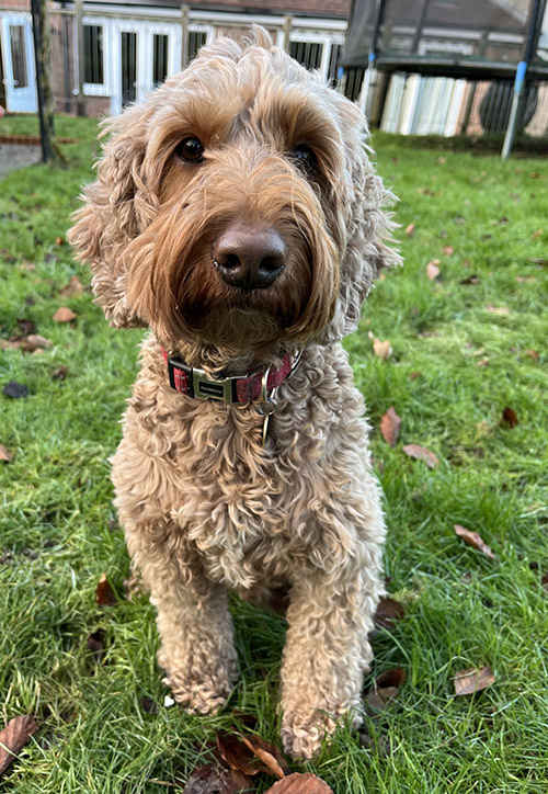 Photo of a Cockerpoo