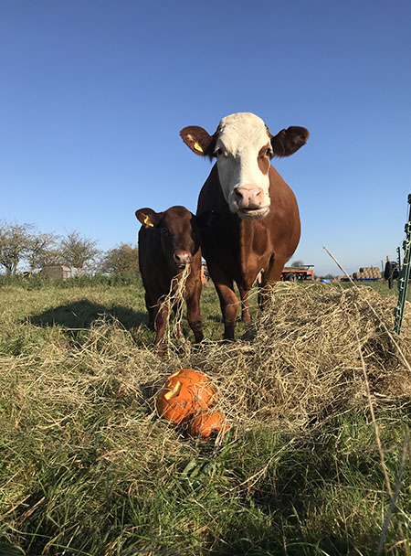 Photo of some cows