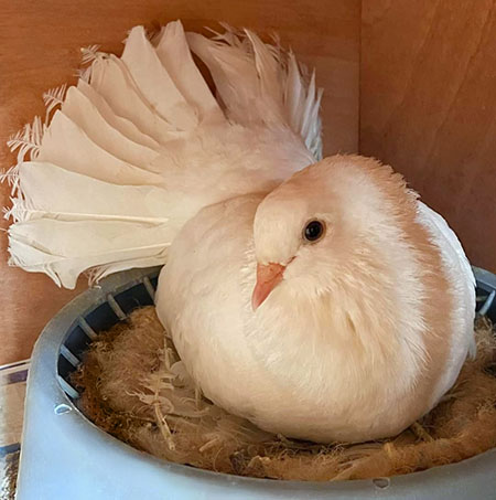 Photo of a white dove