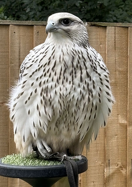 Photo of a falcon