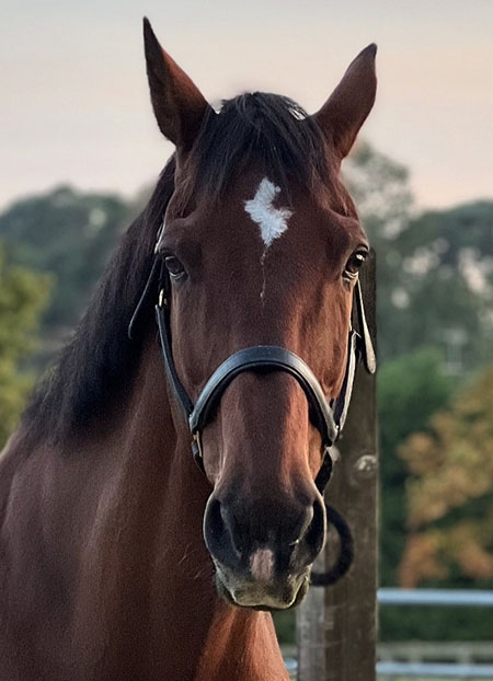 Photo of a horse
