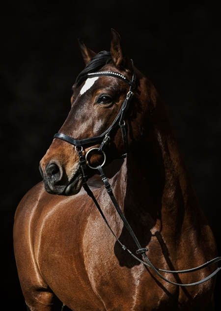 Photo of a horse