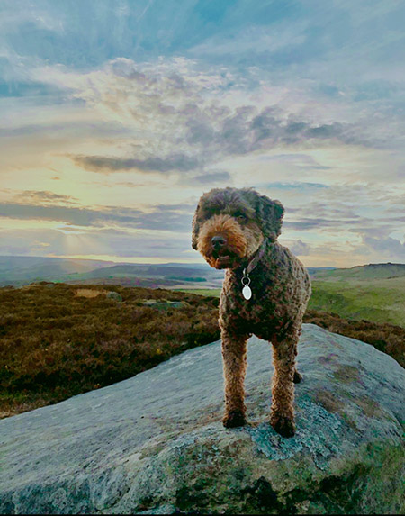 Photo of a dog