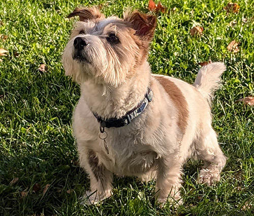 Photo of a terrier
