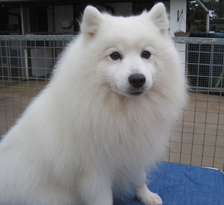 Photo of a white dog