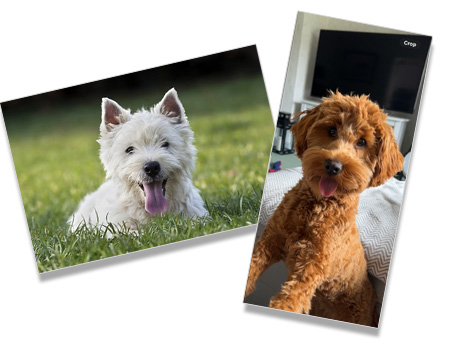 Photo of two dogs