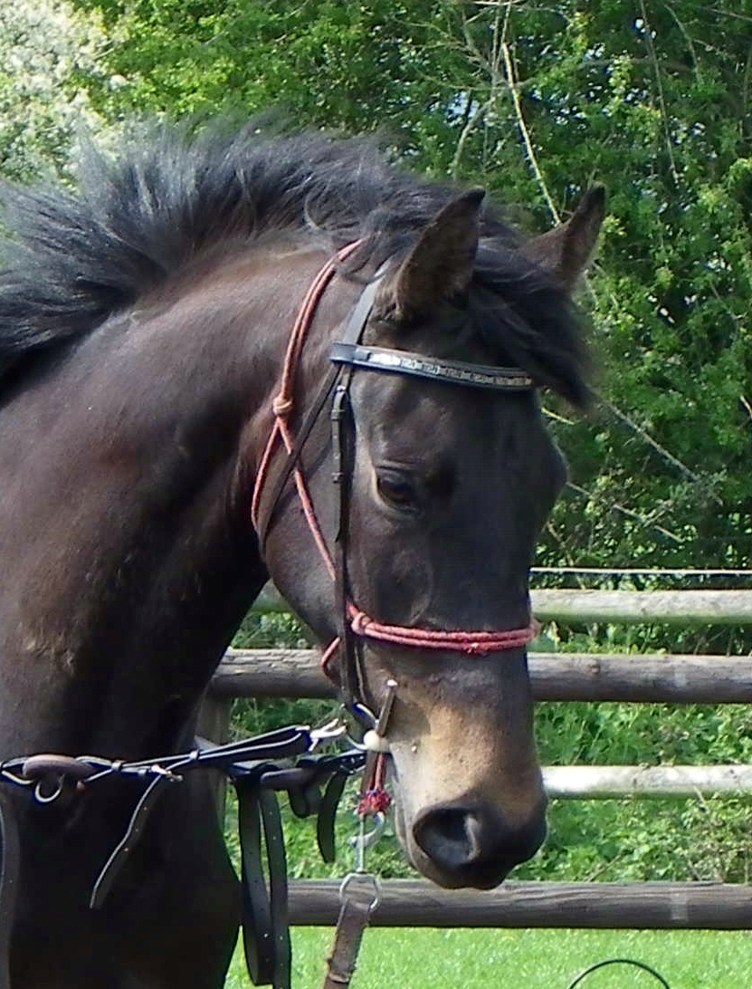 painting of a horse